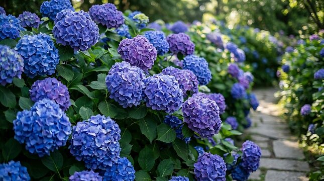 Blue Hydrangea Garden Stock Photos