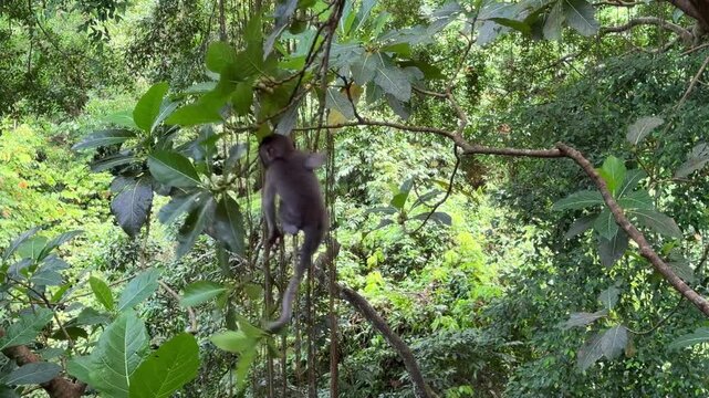 Monkey sitting on tree branch