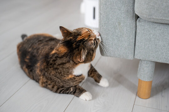 Domestic cat sniffing and marking new furniture at home, pet lying on floor touching couch with mouth, spraying scent from special glands with hormones, animal behavior, pheromones to mark territory.