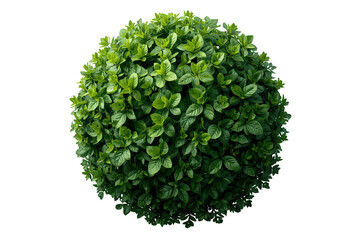 Fototapeta premium Lush green topiary ball cut out, fresh nature plant shrub with vibrant foliage on transparent background
