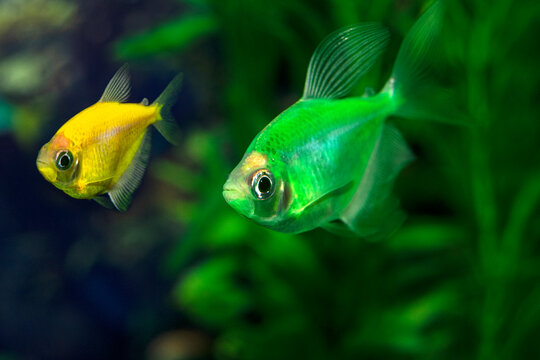 Aquarium ternette fish swim in the water. The Latin name Gymnocorymbus ternetzi. Close-up, blue background. One fish is green, the other is yellow