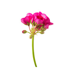 Obraz premium A single stem of bright pink geranium flowers and unopened buds stands. perfect for graphic design elements. Isolated on a transparent background. PNG