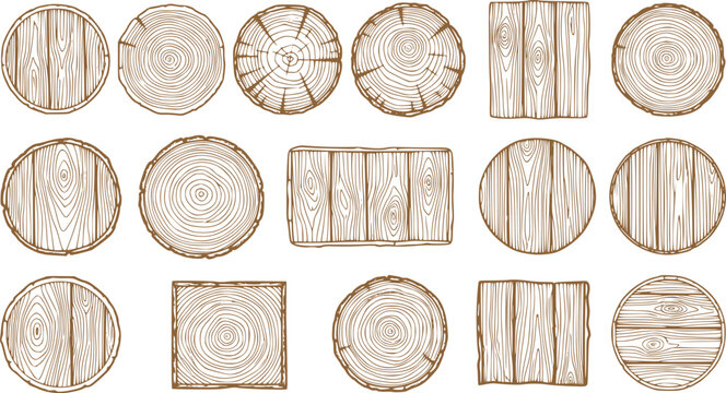 Wood Cross Section and Tree Ring Illustration Set