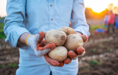 Farmer holding freshly harvested potatoes with gloves in agricultural field