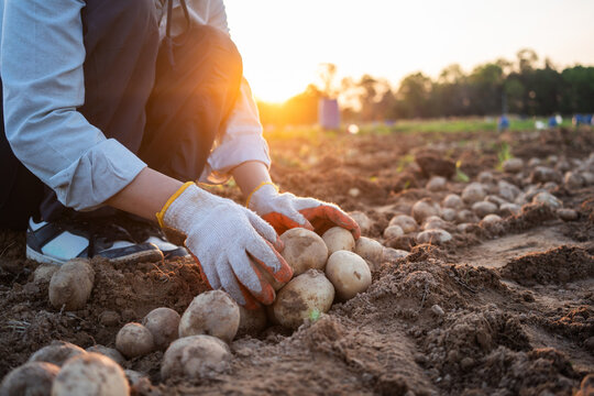 Farmer harvesting fresh potatoes by hand in agricultural field at sunset