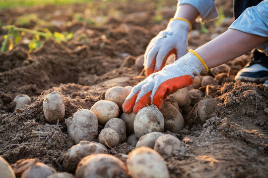 Close up of farmer hand harvesting fresh potatoes from soil at sunset