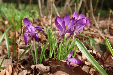 Purple crocus flowers blooming in a garden during early spring.
