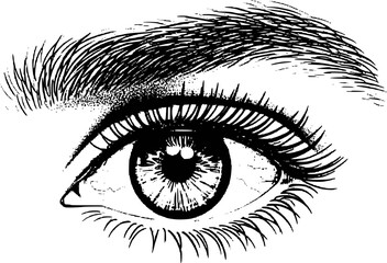 Obraz premium Detailed Black and White of a Human Eye with Eyelashes and Eyebrow White Background