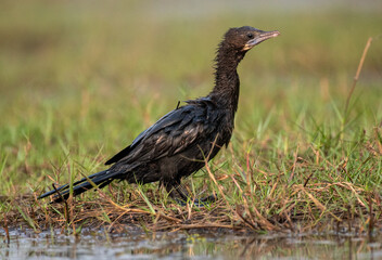 Obraz premium Cormorant bird resting in the wetlands