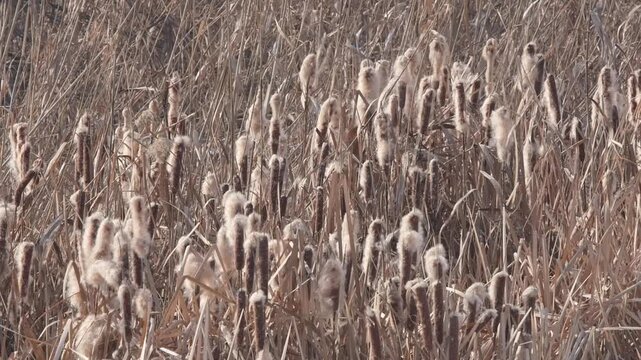 A close-up of a thicket of dry cattails with fluffy ripe ears, a natural background with an organic texture in warm beige tones sways in the wind.