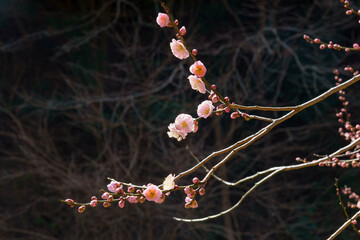 春になり咲き始めた梅の花