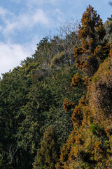 花粉をたっぷりと蓄える杉の木