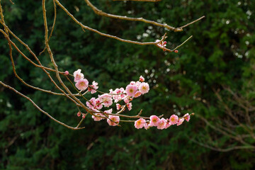 春になり咲き始めた梅の花
