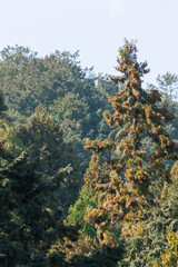 花粉をたっぷりと蓄える杉の木