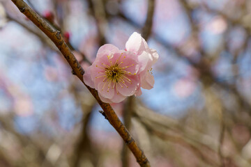 春になり咲き始めた梅の花