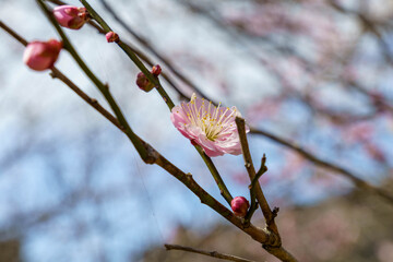 春になり咲き始めた梅の花