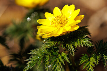 春の日差しを浴びて輝く福寿草