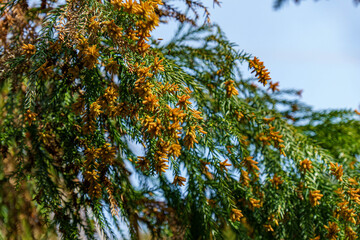 花粉症の原因の花粉を放つ杉の穂