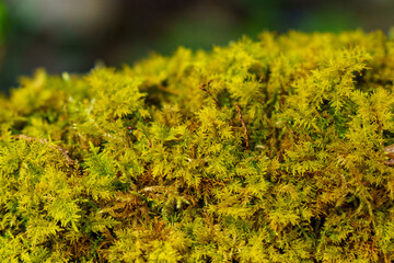 木漏れ日に照らされた木陰の苔