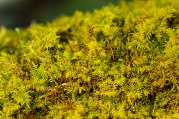 木漏れ日に照らされた木陰の苔