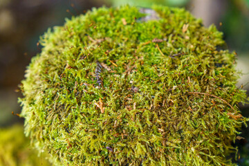 木漏れ日に照らされた木陰の苔