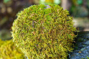 木漏れ日に照らされた木陰の苔