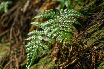 雨に濡れたシダの葉