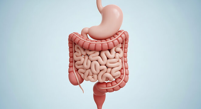 3D human digestive system anatomy illustration with intestines and stomach in soft pink tones