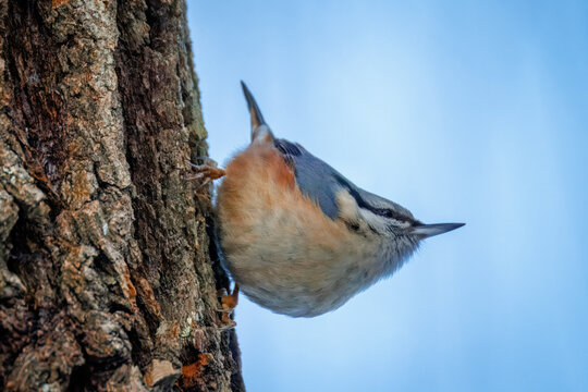 Close-up of an adult Eurasian nuthatch perched on a tree trunk against a blue sky background on a sunny winter day.