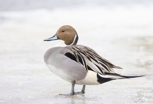 Northern Pintail duck in winter standing on the shoreline by the Ottawa river in Canada