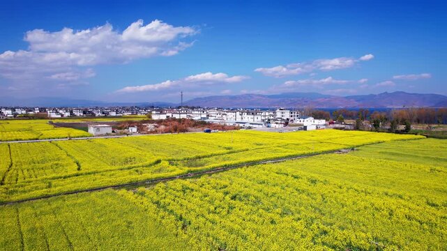 Yellow Rapeseed Fields in Yunnan Spring Landscape