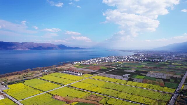 Erhai Lake Dali China Aerial View with Blooming Rapeseed Flower Fields