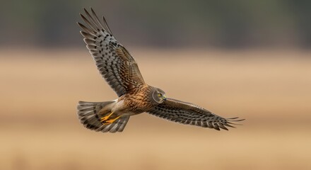 Northern Harrier in Flight - A Bird of Prey in Action.