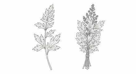 Fototapeta premium Two detailed line drawings of botanical specimens with feathery leaves and small flowers