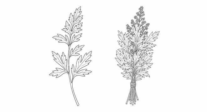 Two detailed line drawings of botanical specimens with feathery leaves and small flowers
