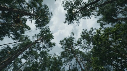Obraz premium Looking up through dark pine trees at cloudy sky
