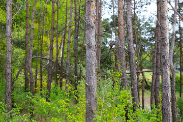 Obraz premium Pine trees stand at the edge of a forest in Mielno, a seaside town in Poland