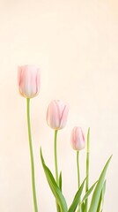 Obraz premium Minimal Pink Tulip Flowers on Soft Beige Background with Copy Space – Elegant Spring Floral Design