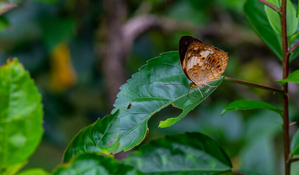 Rustic butterfly, Cupha erymanthis on wild weed flower.
