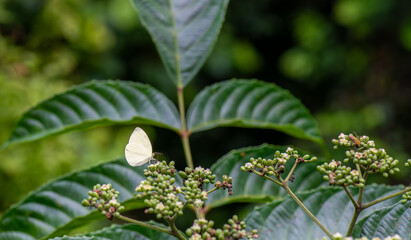 Eurema albula butterfly - lepidoptera - macro photo on a plant © mylasa
