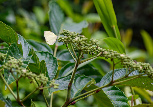 Eurema albula butterfly - lepidoptera - macro photo on a plant