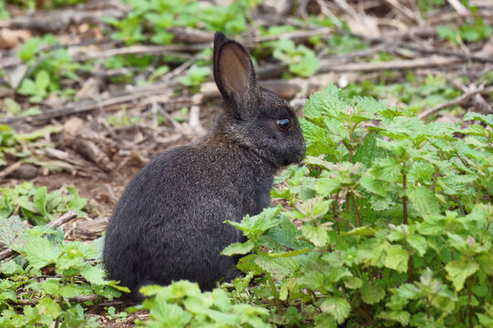 Young black rabbit