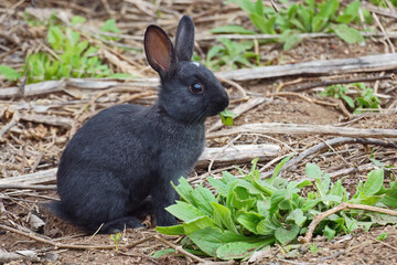 Young specimen ofblack rabbit © flafabri