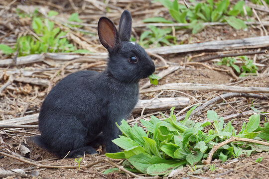 Young specimen ofblack rabbit