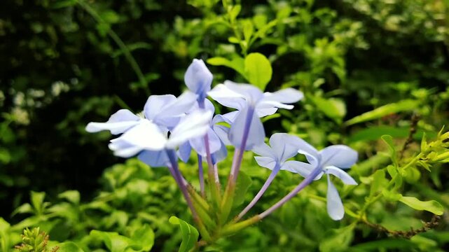 Close-up of Blue Plumbago Auriculata Flowers Blooming in a Sunlit Green Garden Background