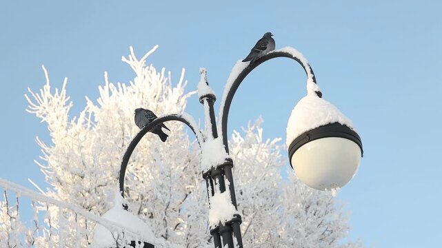 city birds pigeons sparrows crows and magpies in the city park in winter