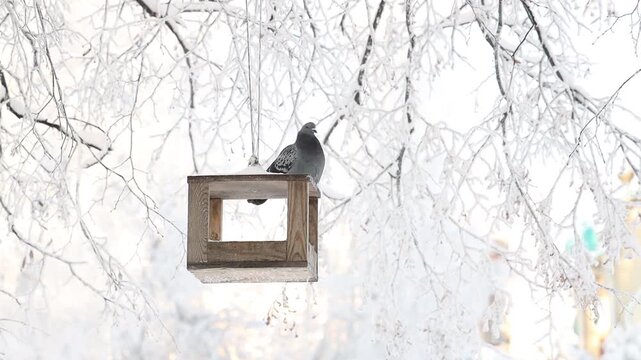 city birds pigeons sparrows crows and magpies in the city park in winter