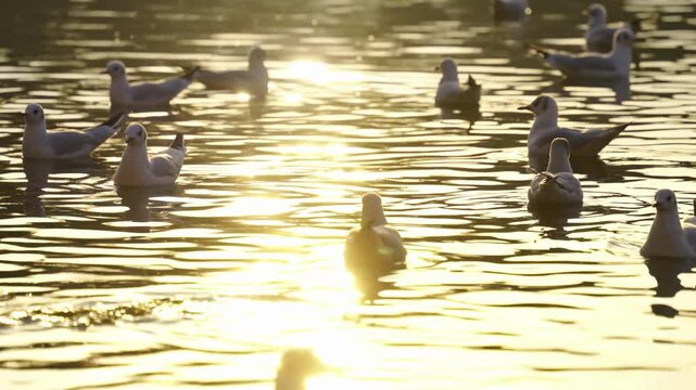 Seagulls on Golden Water at Sunrise, Kunming Cui Lake Park