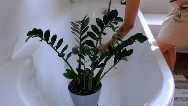 Zamioculcas zamiifolia houseplant it stands under water jets in bathroom for washing. Care of potted plants, watering, dusting, humidification