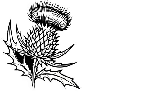 A detailed, monochrome illustration of a thistle flower with sharp, spiky leaves